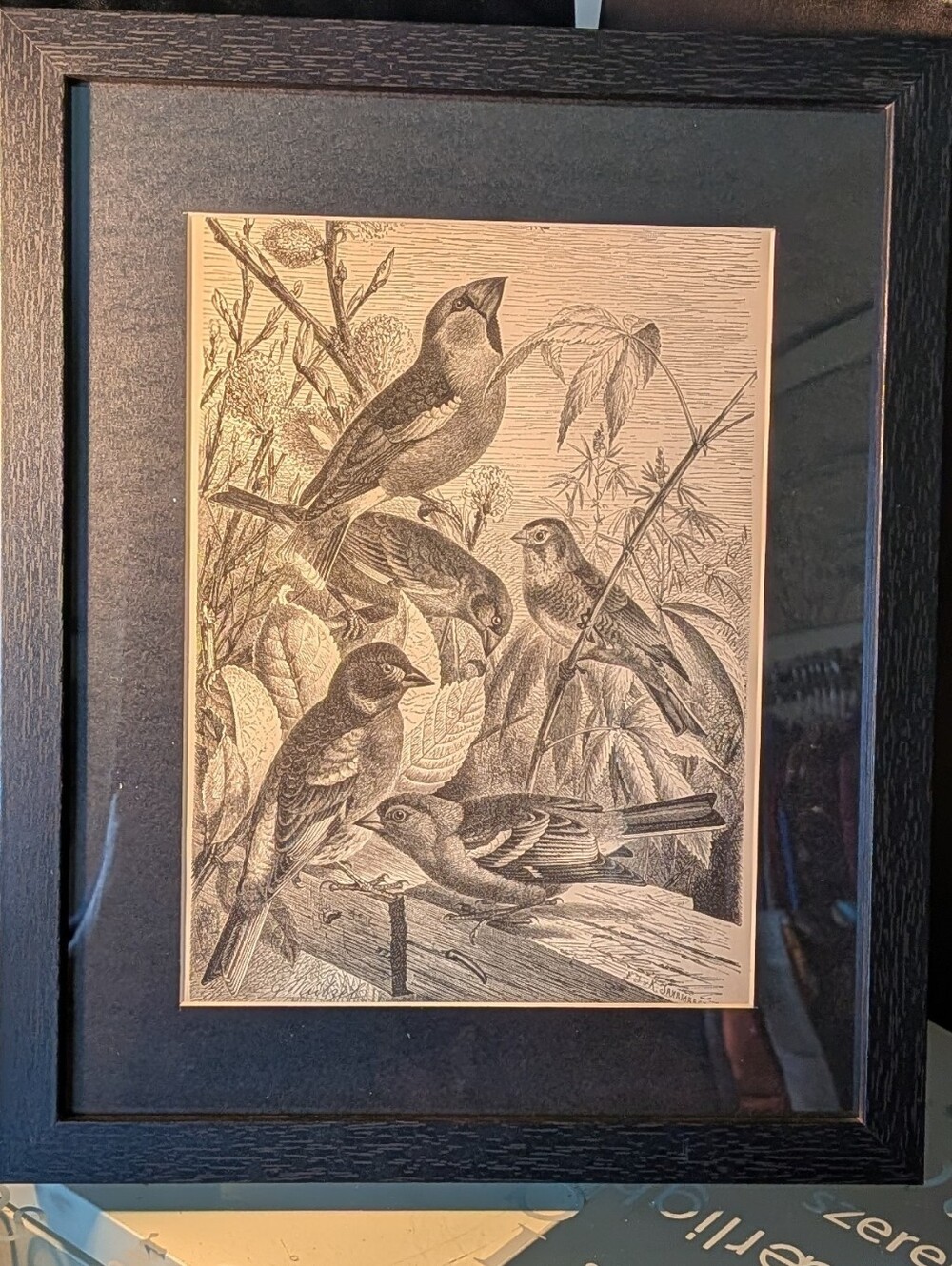Vintage Birds Art Print - Stunning 127 Year Old Print From Recycled Book